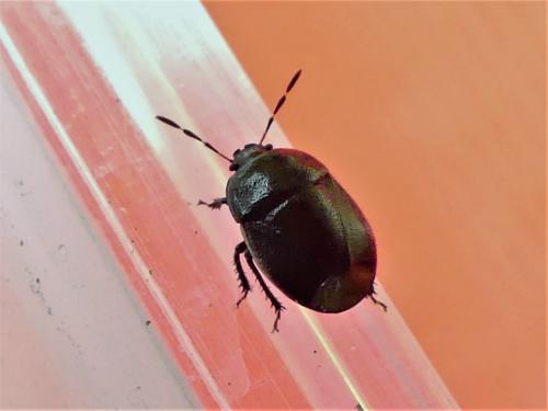 Réf. 283 265 : Legnotus limbosus